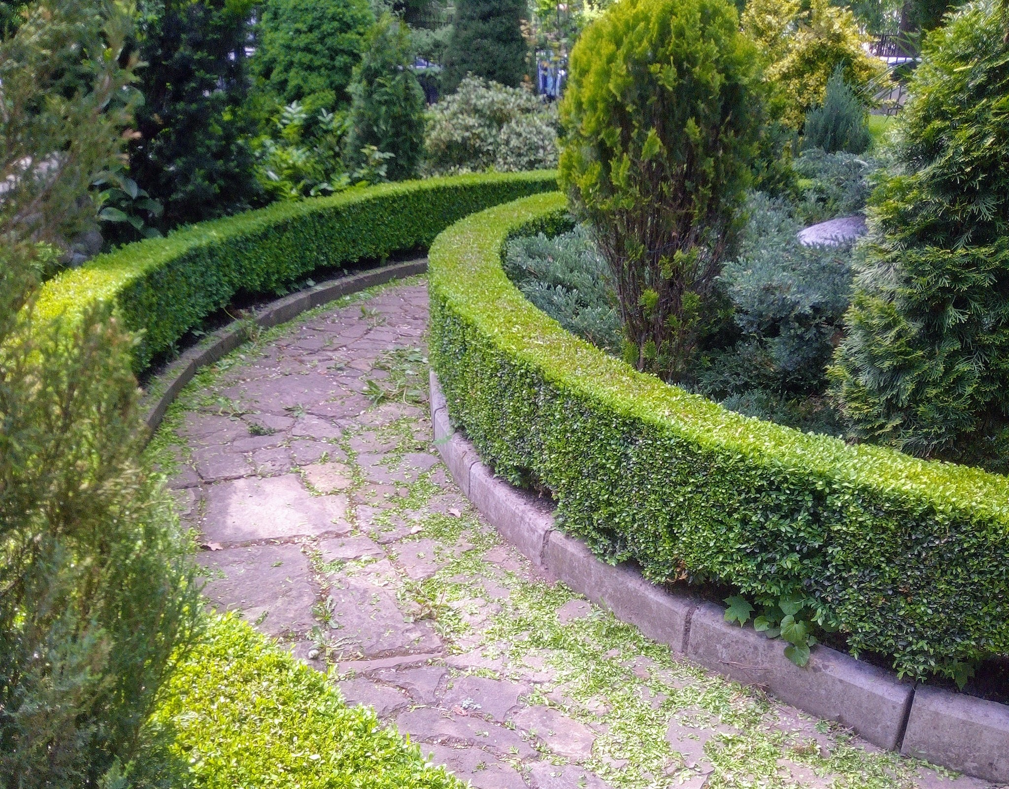 палісадник
