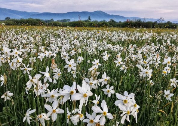 У Карпатському біосферному заповіднику - пік цвітіння Долини нарцисів ФОТО