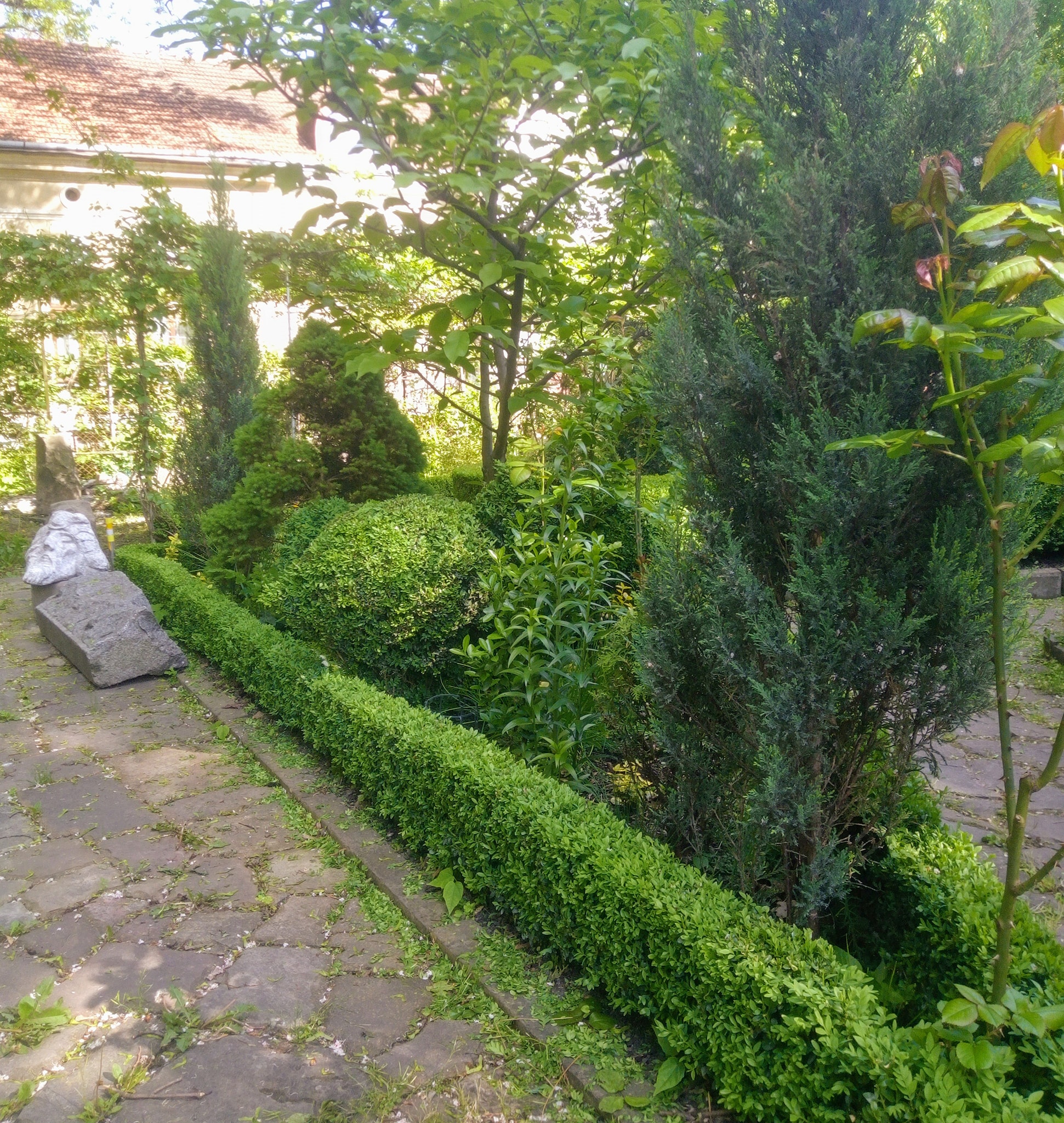 палісадник