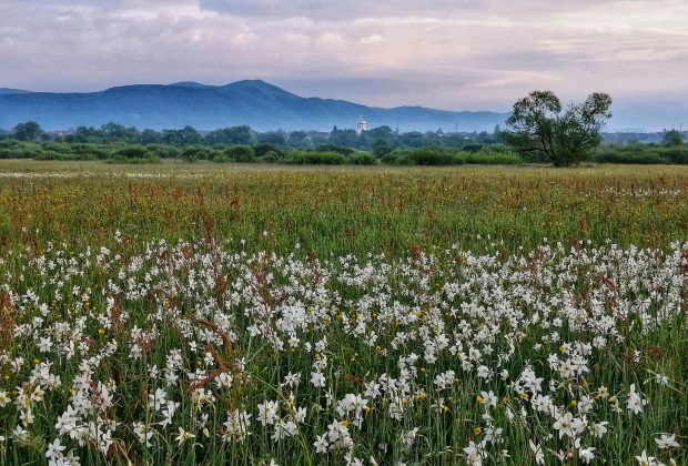У Карпатському біосферному заповіднику - пік цвітіння Долини нарцисів ФОТО