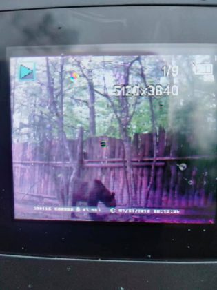 На Прикарпатті агресивні голодні ведмеді роздерли худобу та знищили більше десятка вуликів ФОТО та ВІДЕО