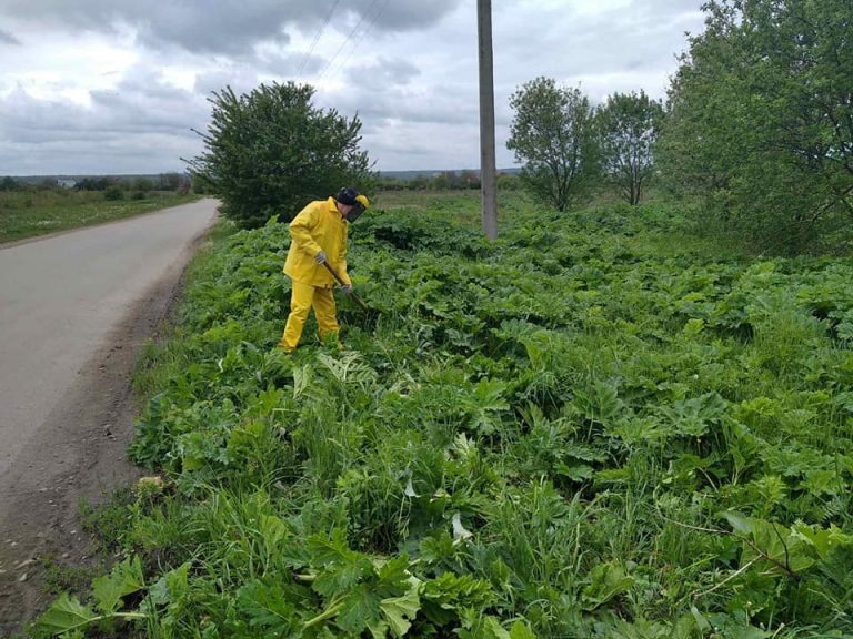 У Франківській громаді триває "війна" з борщівником ФОТО