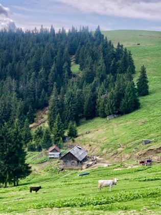 Як живуть пастухи на прикарпатській високогірній полонині ФОТОРЕПОРТАЖ