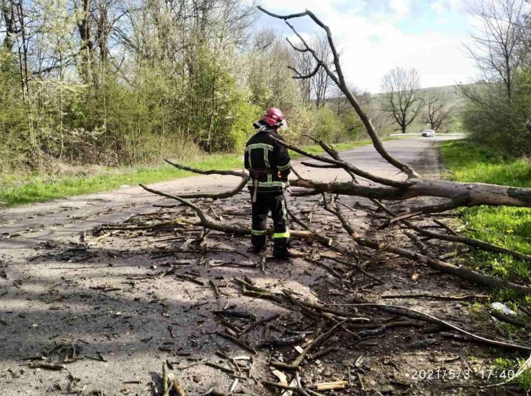 Повалене дерево перекрило рух транспорту на Рогатинщині