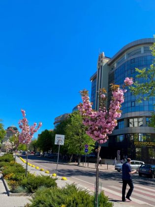 Івано-Франківськ розквітає: місто заполонив цвіт сакур ФОТО