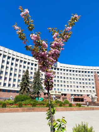 Івано-Франківськ розквітає: місто заполонив цвіт сакур ФОТО
