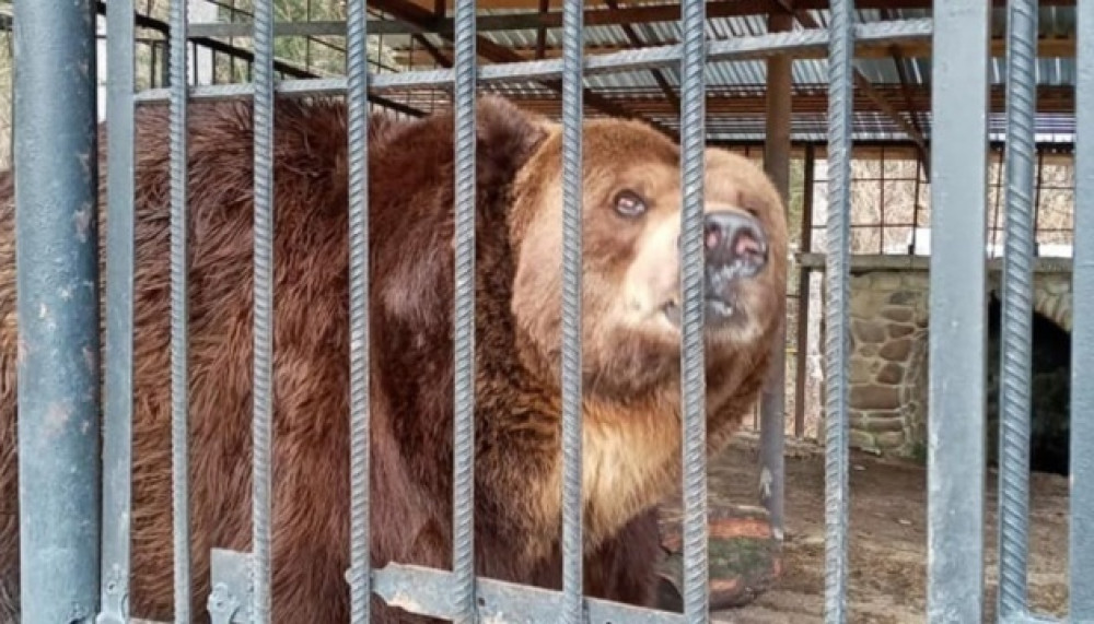 Стали відомі причини смерті ведмедя Юри у «Синевирі»