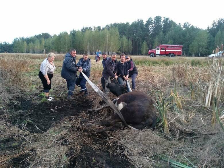 Через сильні опади, на Франківщині корова застрягла у болоті, яке утворилося на пасовищі