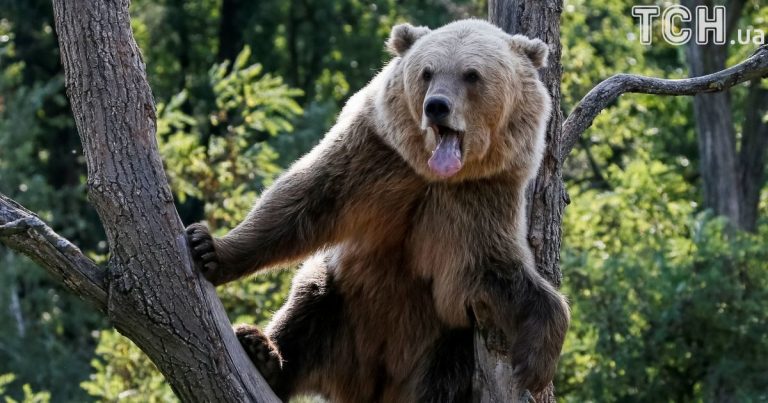 Жителів прикарпатських сіл тероризують голодні ведмеді - люди бояться виходити в ліс ФОТО та ВІДЕО