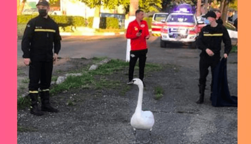 У Коломиї рятувальники врятували лебедя, який блукав вулицями міста