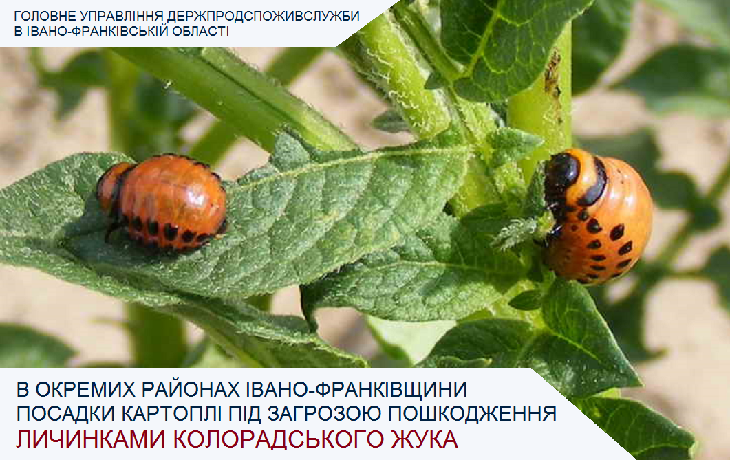 У деяких районах Прикарпаття спостерігається відродження личинок колорадського жука