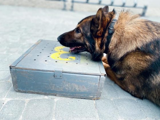 До кінологічного центру прикарпатської поліції завітали юні ліцеїсти