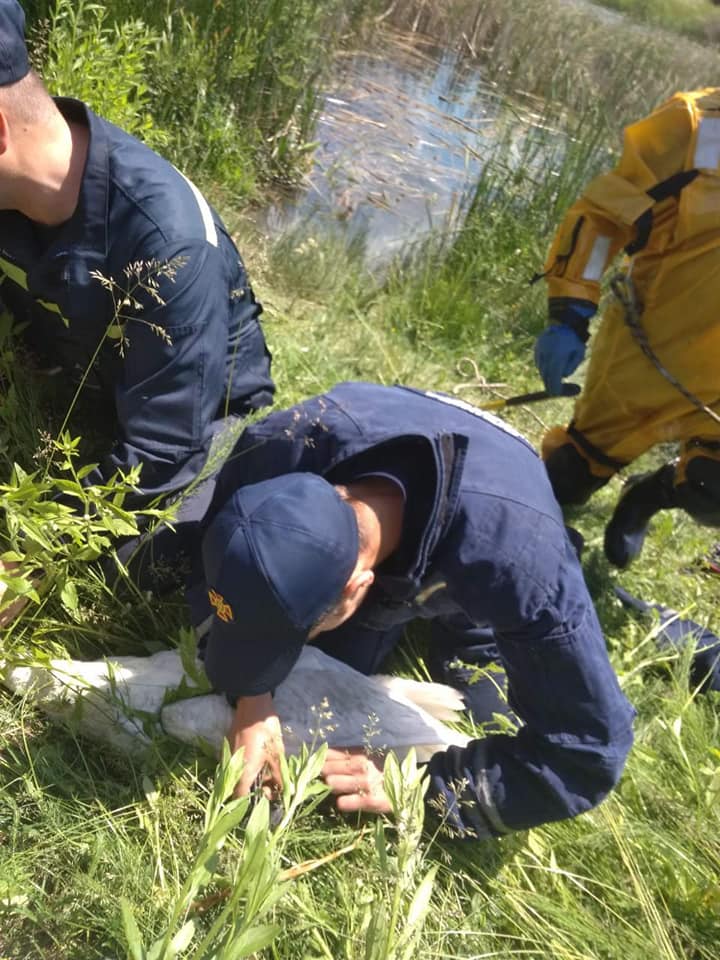 Франківські надзвичайники допомогли лебедю, який заплутався у браконьєрській сітці на німецькому озері ФОТО