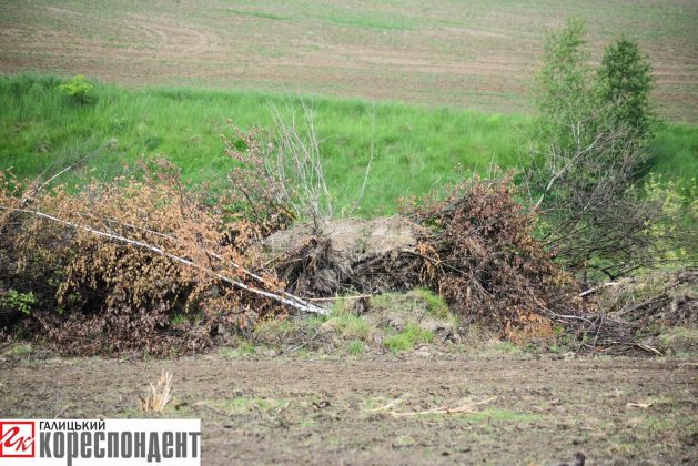 Агрофірма незаконно захопила у літнього прикарпатця шмат землі та знищила кілька сотень дерев ФОТО