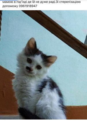 У Франківську самотні котики та песики шукають нові родини ФОТО