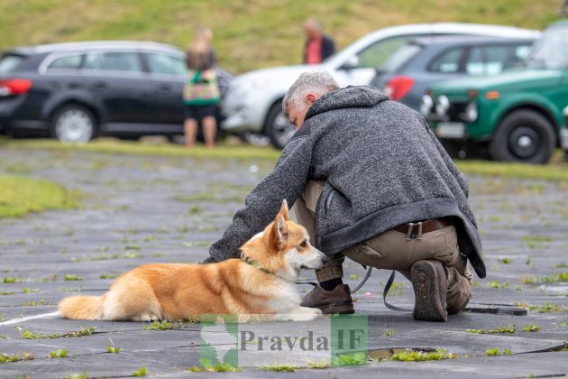 У Франківську відбулася міжнародна виставка собак "Карпатські Зорі" ФОТОРЕПОРТАЖ