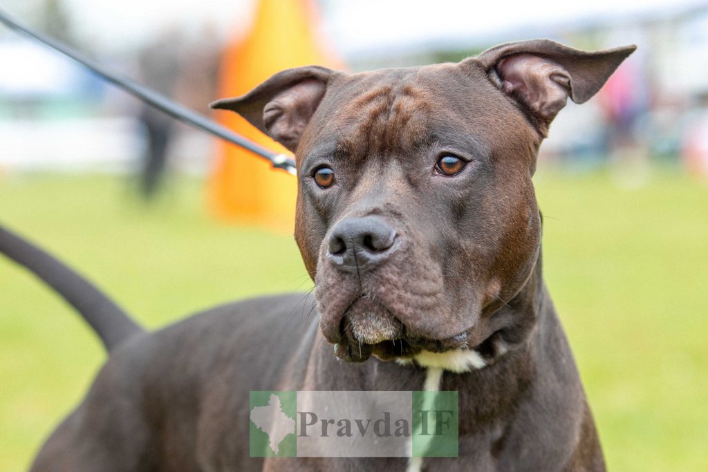 міжнародна