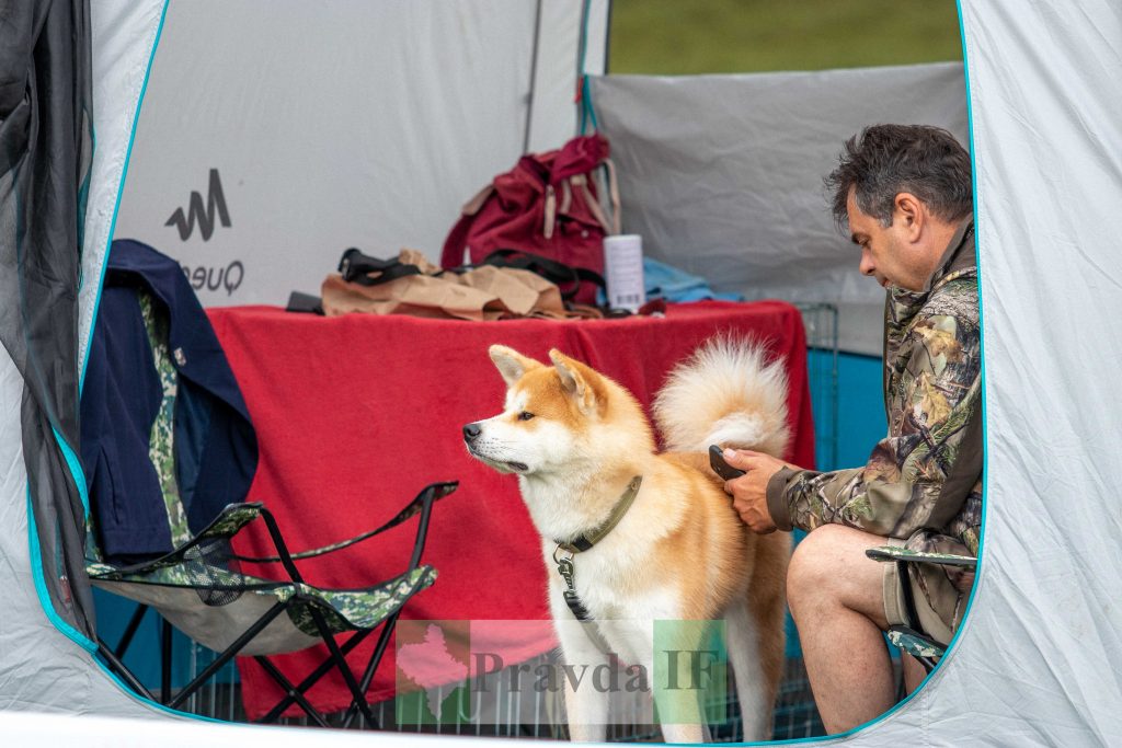 міжнародна