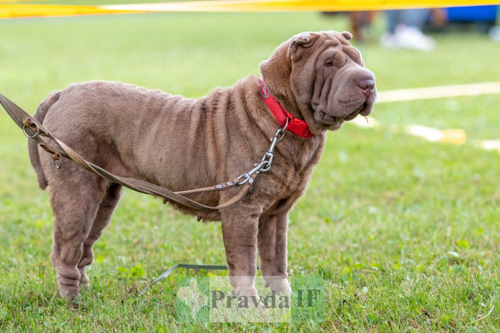 міжнародна