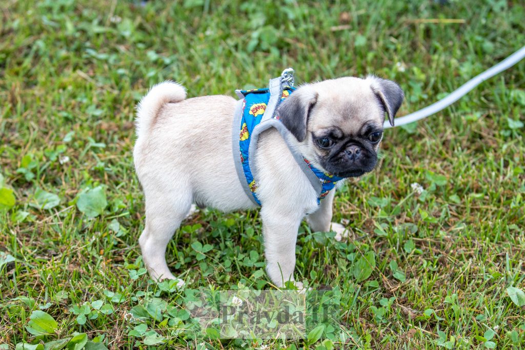 міжнародна