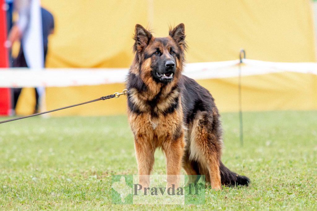 міжнародна