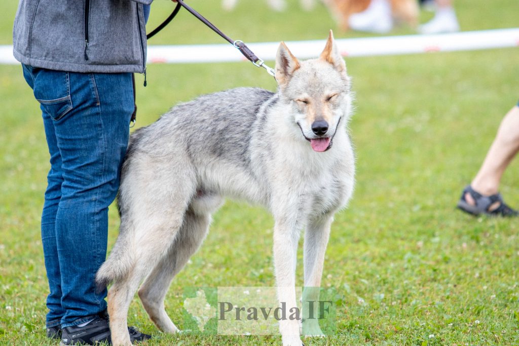 міжнародна