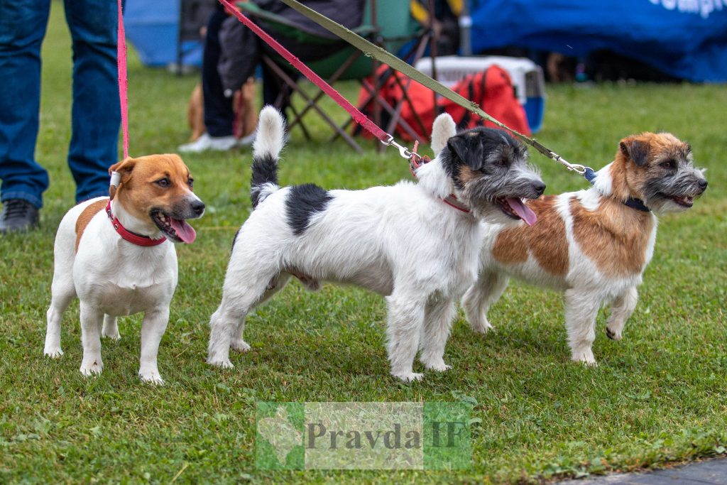 міжнародна