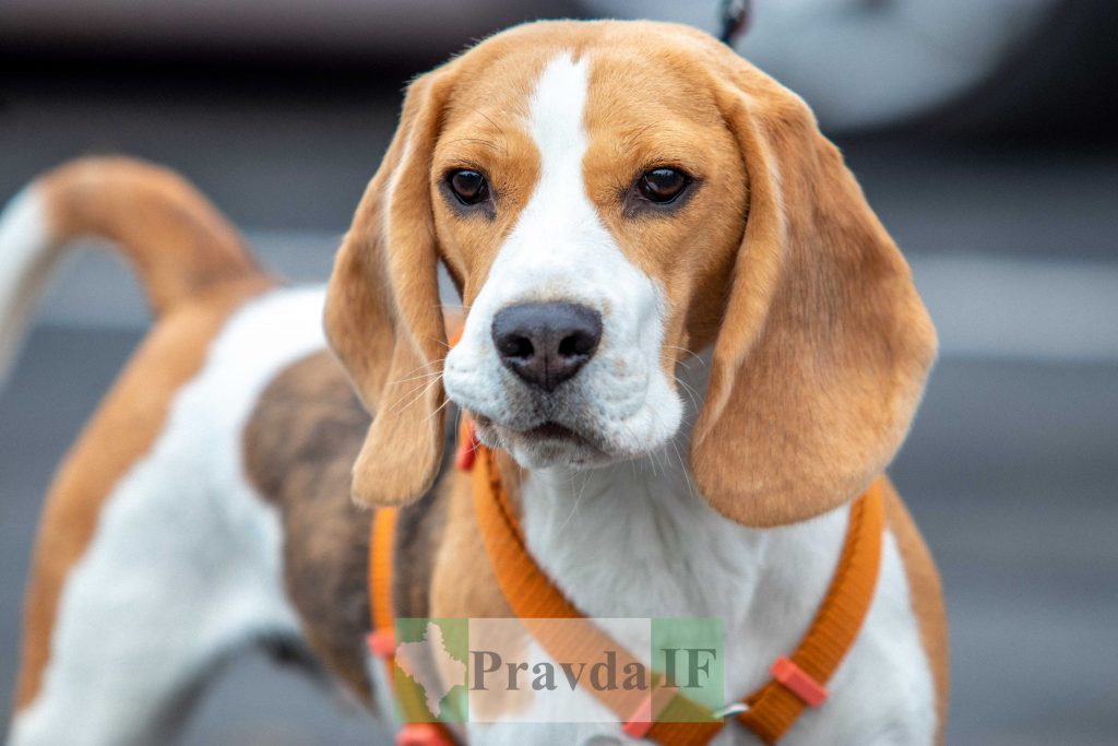 міжнародна