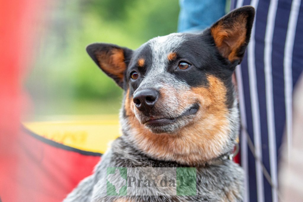 міжнародна