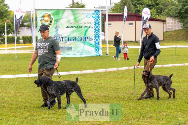 У Франківську відбулася міжнародна виставка собак "Карпатські Зорі" ФОТОРЕПОРТАЖ