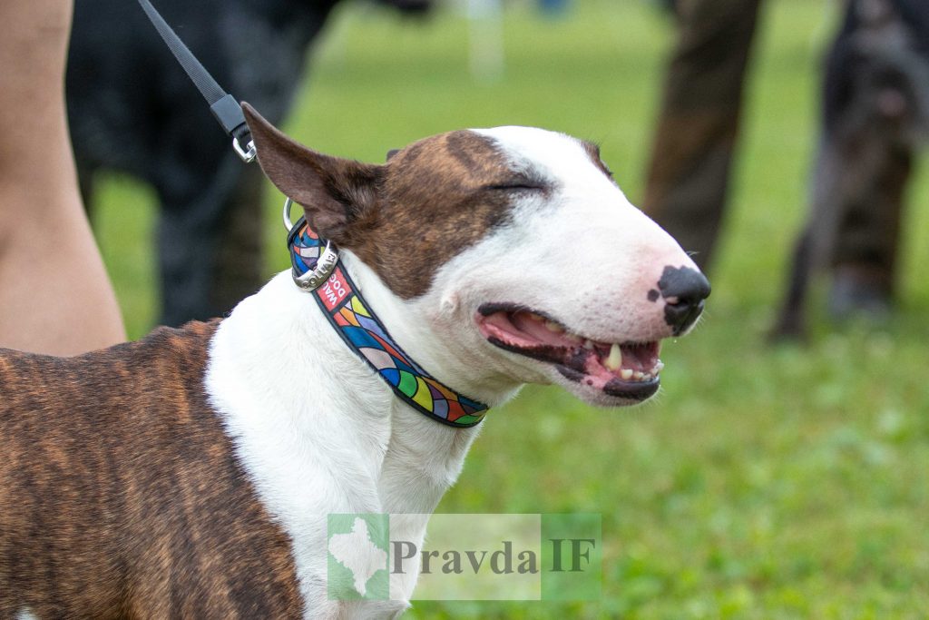 міжнародна