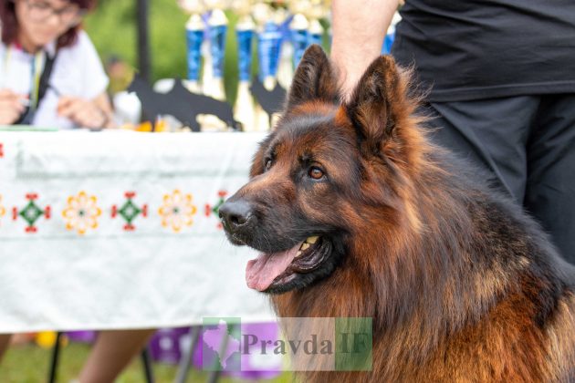 У Франківську відбулася міжнародна виставка собак "Карпатські Зорі" ФОТОРЕПОРТАЖ