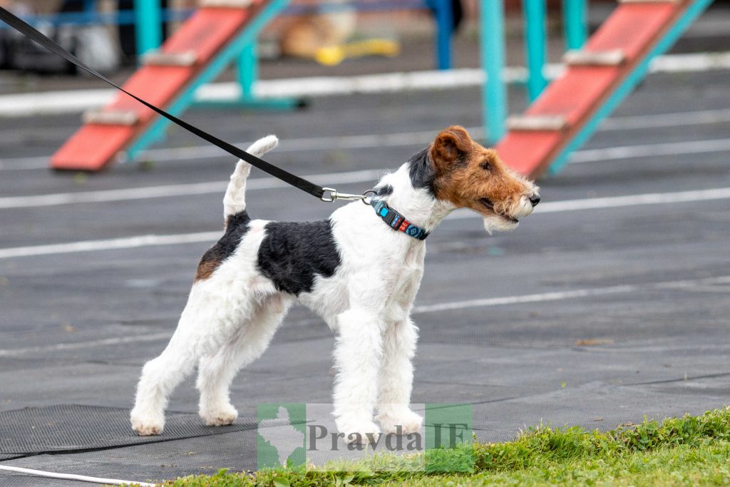 міжнародна