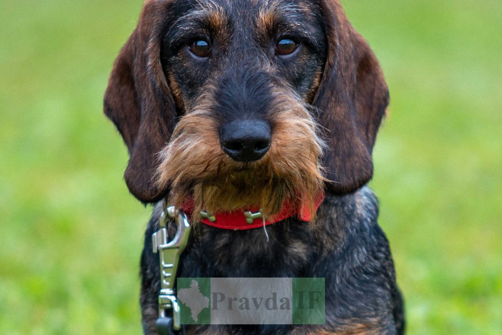 міжнародна