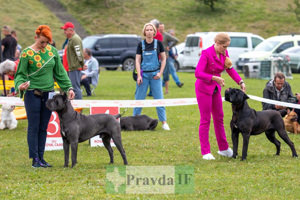 міжнародна