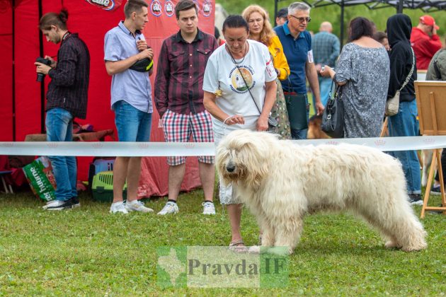 У Франківську відбулася міжнародна виставка собак "Карпатські Зорі" ФОТОРЕПОРТАЖ