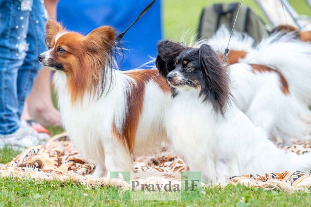 міжнародна