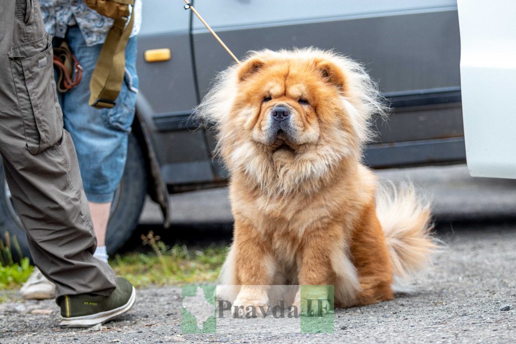 міжнародна