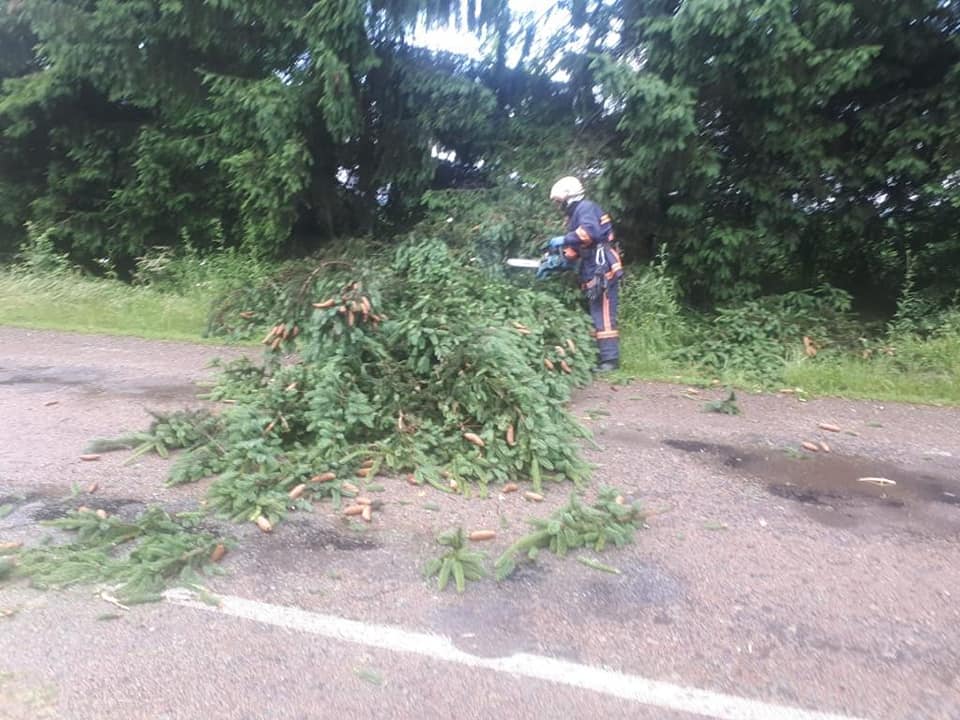 Негода повалила декілька дерев на Прикарпатті ФОТО