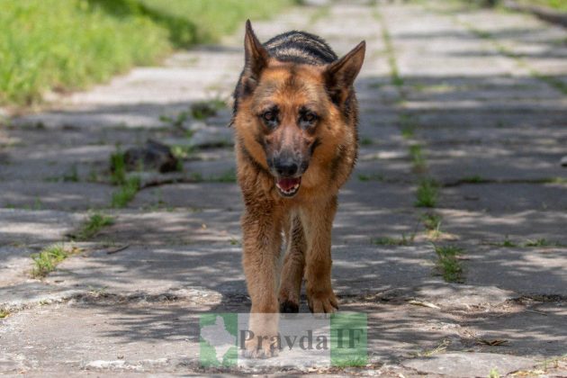 Засмагають топлес: у Франківську стартував купальний сезон ФОТОРЕПОРТАЖ