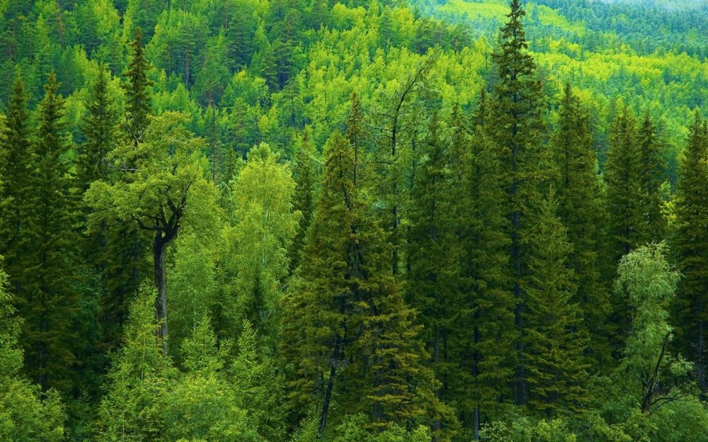 До уваги прикарпатців: як не заблукати в лісі