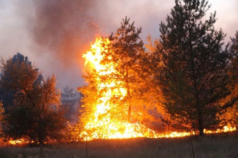 Прикарпатців закликають не провокувати пожежі