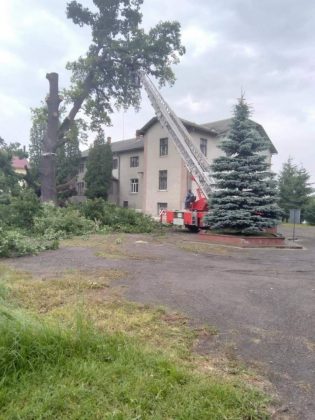 На Прикарпатті зрізали 600-річний дуб Симона Петлюри ФОТО