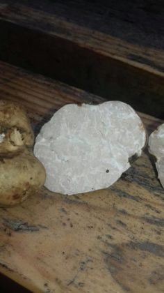 На Франківщині знайшли рідкісні білі трюфелі ФОТО