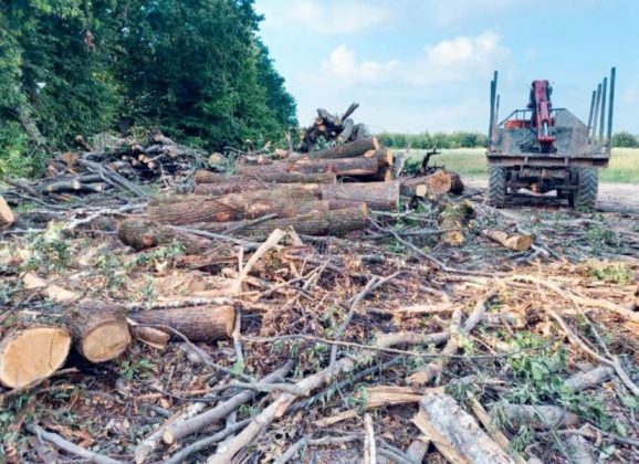 На Франківщині незаконно зрубали дуби і намагались їх вивезти з лісу