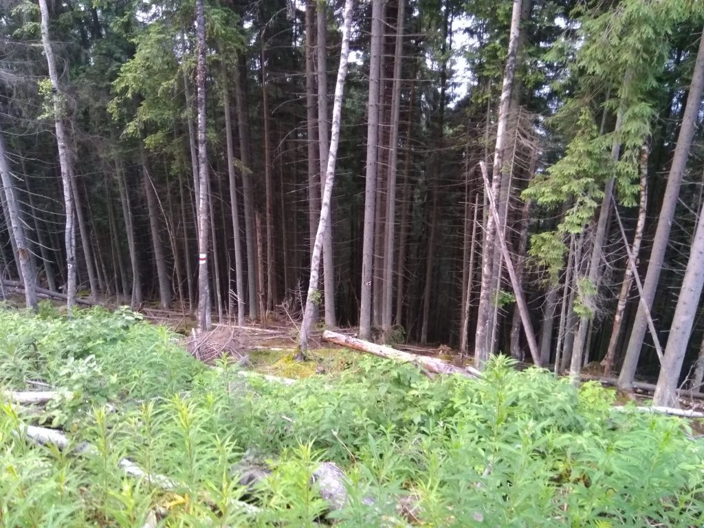 УПА