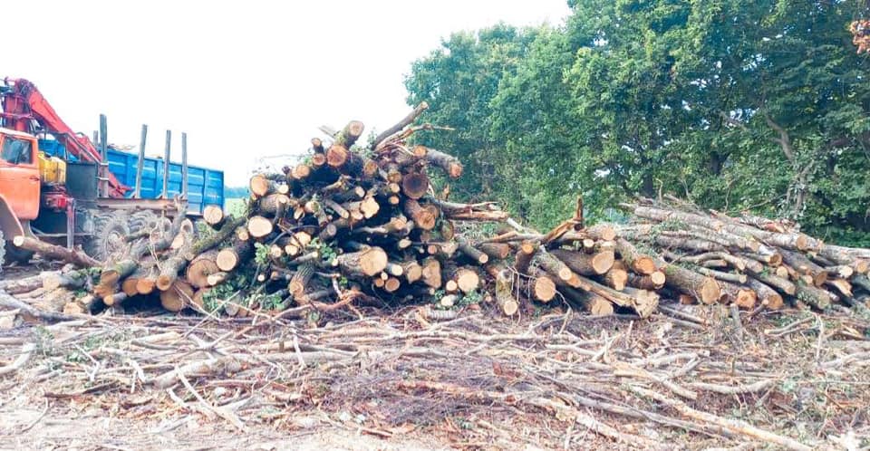 Поліція виявила незаконне перевезення лісодеревини у Крилосі ФОТО