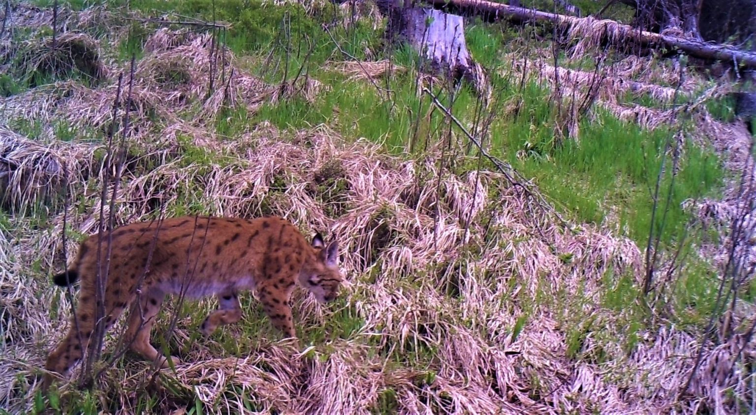 На Прикарпатті вдалося зафільмувати рідкісну карпатську рись ФОТО