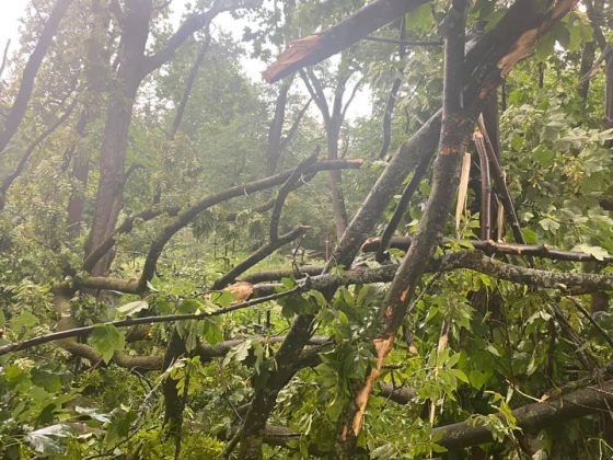 Повалені дерева та перекриті гіллям вулиці: раптовий буревій наробив біди на Прикарпатті ФОТО