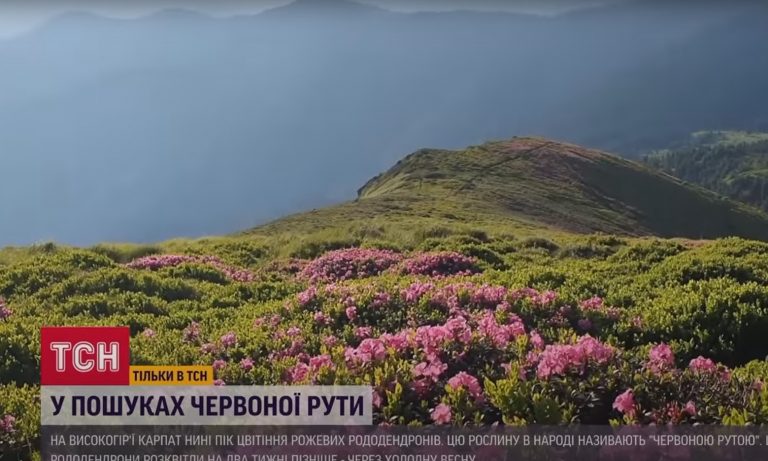 На високогір’ї Карпат зараз пік цвітіння рожевих рододендронів ВІДЕО